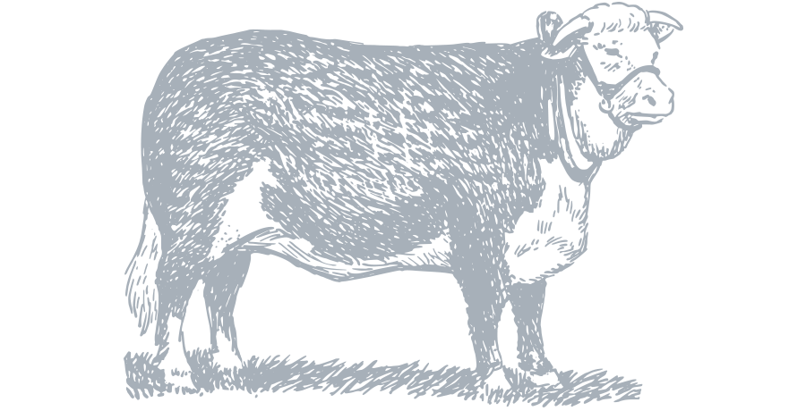 Searock Grill – cow graphic